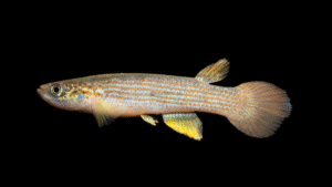 Rivulus cf. rubrolineatus