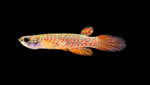 Anablepsoides (Rivulus) collieri