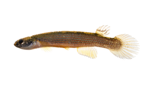 Rivulus elongatus
