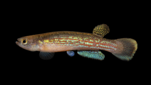 Rivulus fransvermuleni