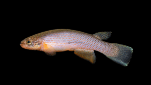 Rivulus igneus