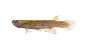 Rivulus intermittens