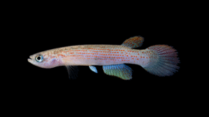 Rivulus iridescens