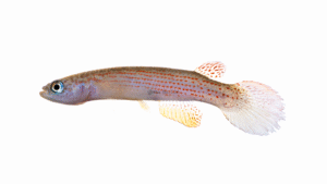 Rivulus iridescens