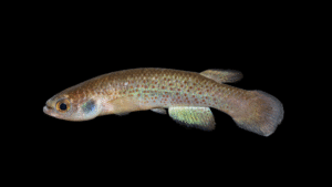 Rivulus magdalenae
