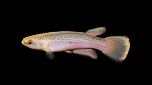 Rivulus magdalenae