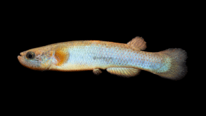 Rivulus pivijay