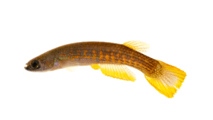 Rivulus rectocaudatus