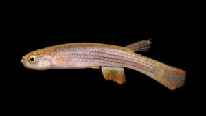 Rivulus rectocaudatus