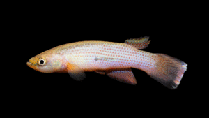 Rivulus ribesrubrum