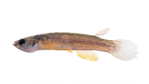 Rivulus rubrolineatus