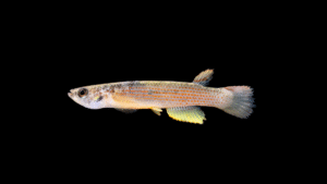 Rivulus rubrolineatus