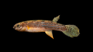 Rivulus sladkowski