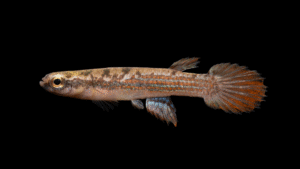 Rivulus sladkowski