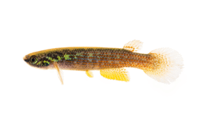 Rivulus cf. rubrolineatus