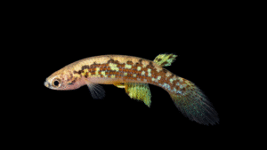 Anablepsoides (Rivulus) sp Blue Eyes FR2015