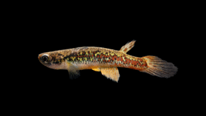 Anablepsoides (Rivulus) sp Blue Eyes FR2015 F2