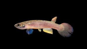 Anablepsoides (Rivulus) sp 'pseudorubro' FR2015