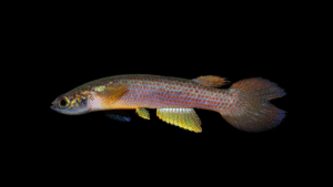 Anablepsoides (Rivulus) sp 'pseudorubro' FR2015