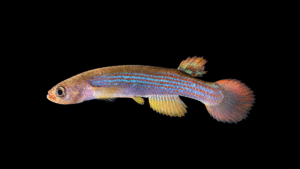 Anablepsoides (Rivulus) sp Rio Dos de Mayo