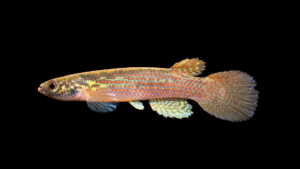 Anablepsoides (Rivulus) sp 'Zaragoza' FR2015