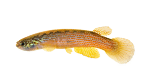 Rivulus cf rubrolineatus
