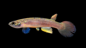 Rivulus cf. rubrolineatus