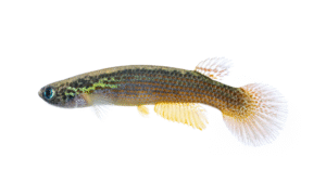 Rivulus cf. rubrolineatus