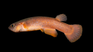 Rivulus sp. Cãno Sanare