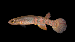 Rivulus sp. Cerro Wawa