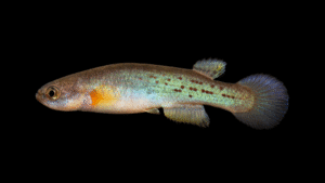Rivulus sp. La Uribe