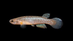 Rivulus sp. Maesetas