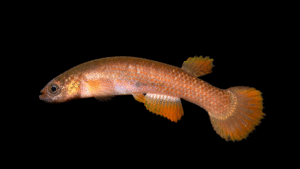 Rivulus sp. Mítu