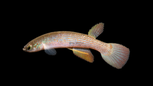 Rivulus sp. Rio Cuiari