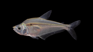 Roeboides affinis