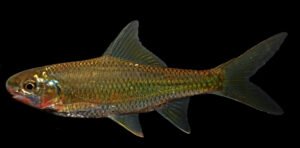 Scaphionichthys burmanicus
