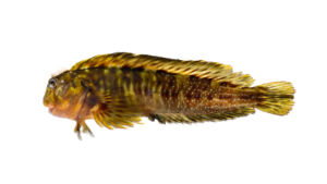 Molly Miller - Scartella cristata