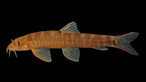 Schistura species 2