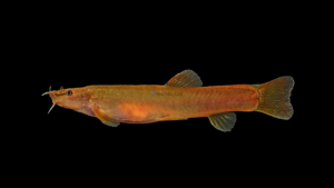 Schistura species 3