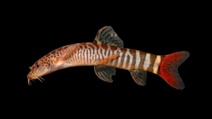 Schistura vinciguerrae