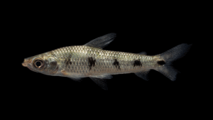 Schizodon fasciatus