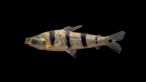 Schizodon fasciatus