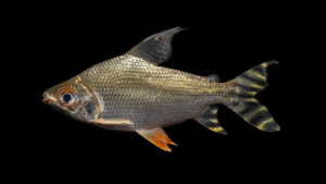 Semaprochilodus insignis