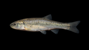 Creek Chub - Semotilus atromaculatus