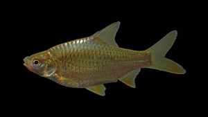 Silver Barb-Barbonymus gonionotus