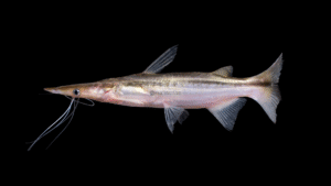 Sorubim elongatus