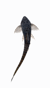 Spatuloricaria caquetae