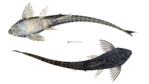 Spatuloricaria caquetae