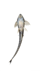 Spatuloricaria caquetae