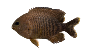 Dusky Damselfish - Stegastes adustus